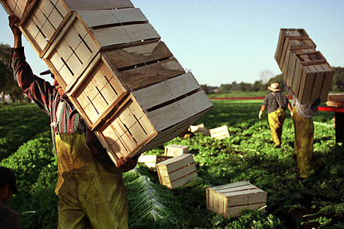 Growing Season photograph by Gary Harwood