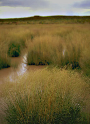 Homol'ovi by M. Lacy