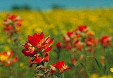 Indian Paintbrush