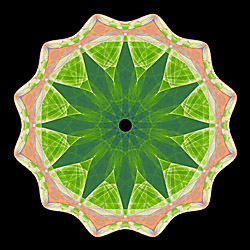 World Music in Houston